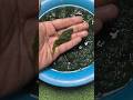 Cara Memasang Umpan Mancing Ikan Nila Umpan Lumut