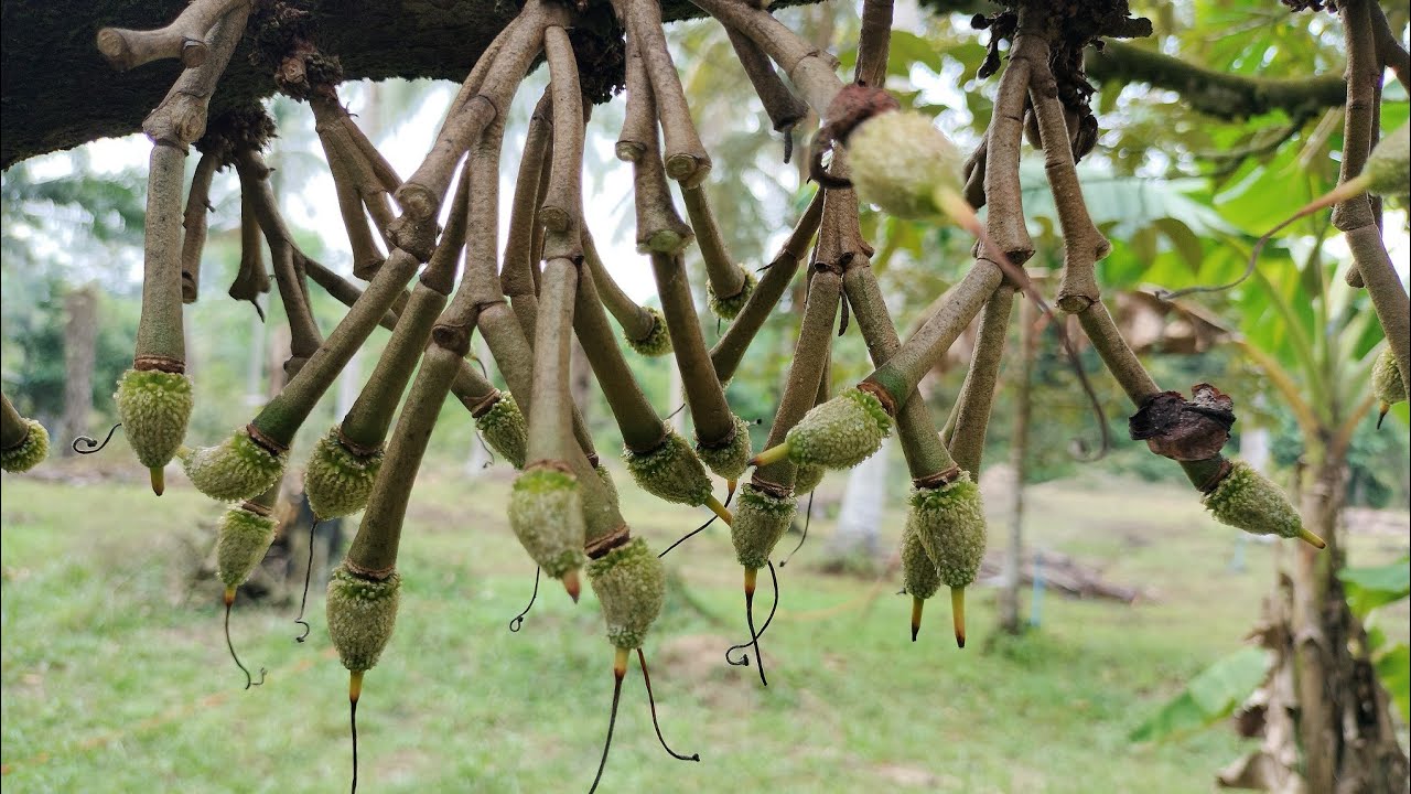 หางแย้ไหม้ร่วงหนักเพราะสาเหตุอะไรบ้าง มาวิเคราะห์กัน