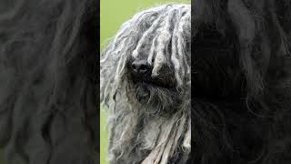 Facts about the Puli Dog Breed