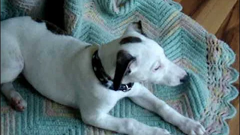 Whippet Puppy " Turner " playing with his Mom. 9 weeks old.