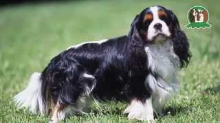 Le Cavalier King Charles