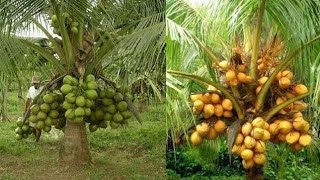 নারিকেল গাছ কিভাবে লাল টা চিনবেন এবং কিভাবে সাদা টা চিনবেন। নারিকেল গাছের পরিচর্যায়