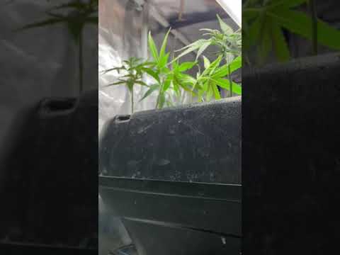 More cloning preparation - Part 2