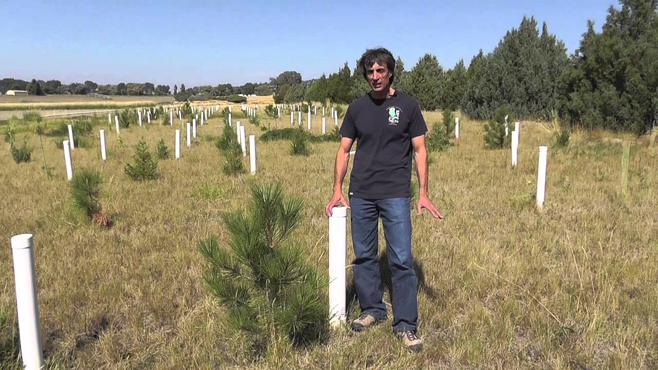 Conservatin tree tube study video #1 - YouTube