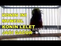 Ngerii Jika Kolibri Ninja Ini Muncul Konin Jenis Apapun Bisa Nyaut Gacor Ngobra Mp3 - Mp4 Download