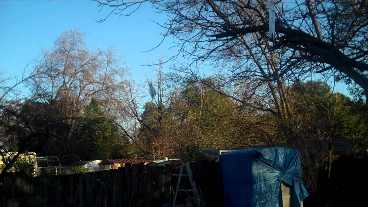 THINGS YOU CAN DO TO HELP KEEP THE HAWKS FROM ATTACKING YOUR BIRDS