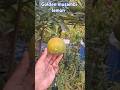 Golden musambi lemon 🍋#plant #fruit #tropicalfruittrees #fruitplant #viralvideo #viralshorts#nature