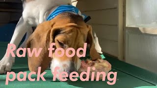Raw Food Pack Feeding