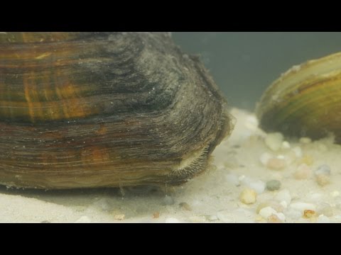 Anodonta cygnea / Teichmuschel / Swan Mussel