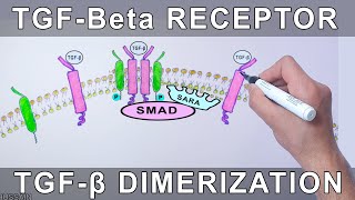TGF-Beta Receptor | Structure and Dimerization