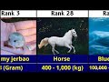 Top 40 Animals Ranked by Weight 2025 | Smallest to Largest Creatures on Earth