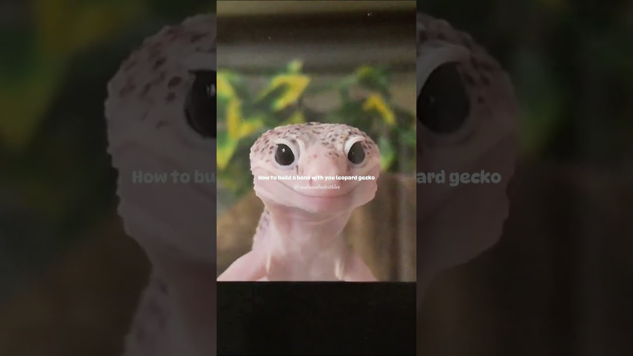 My expertise on bonding with any animal ♥️ 