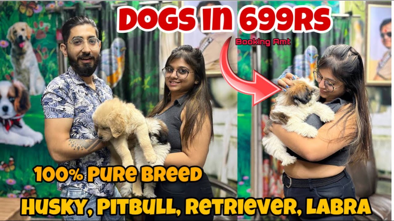 Cheapest Dogs in 699 Rs German Shepherd, Retriever, Pitbull, Dogs in 699* Vikas Pet Shop Delhi