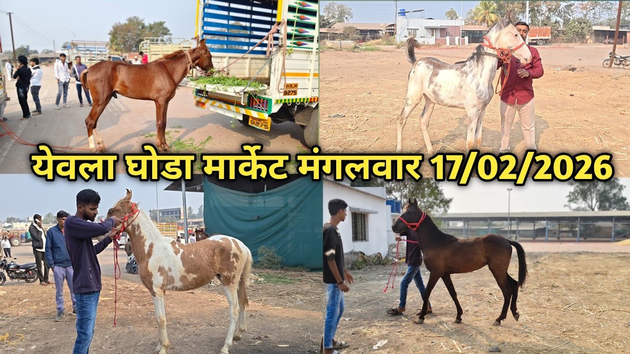 येवला घोडा मार्केट मंगलवार दि.17/02/2026 आज खुप बच्चे उतरले 