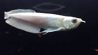 プラチナシルバーアロワナ(雪龍)の動画を撮影致しました - YouTube