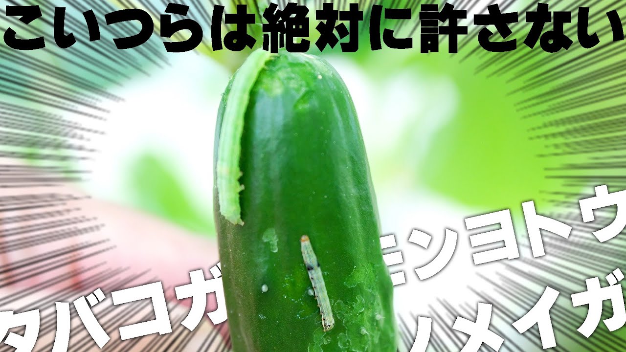 イモムシを駆逐したい【ヨトウ・タバコガ・メイガ等】鱗翅目におすすめ農薬10選