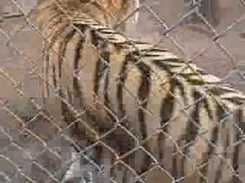 Tiger Angriff