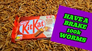 100K Mealworms vs Kit kat