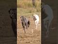 DOGS RUNNING AT FULL SPEED ,🔥🔥🔥#GREYHOUND#DOGRUNNING#HUNTINGDOGS