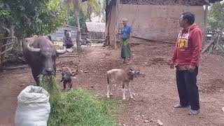 KELAHIRAN ANAK KERBAU KEMBAR