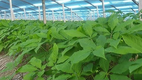 Quá trình phát triển của cây nhân sâm.| Du lịch và cuộc sống Hàn Việt.