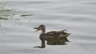Duck Floating In Pond Stock Video