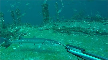 Honey Badger Dive Team Spearfishing on the USS Oriskany Aircraft Carrier 2016