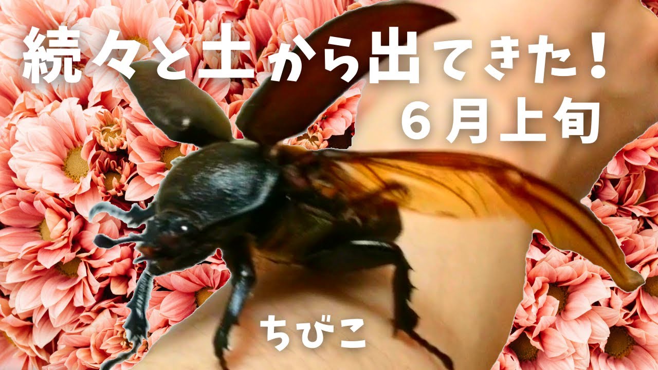 土から出てくる カブトムシ カブトムシの幼虫が土から出てくる原因と対処法６選！飼い方が間違っているかも？