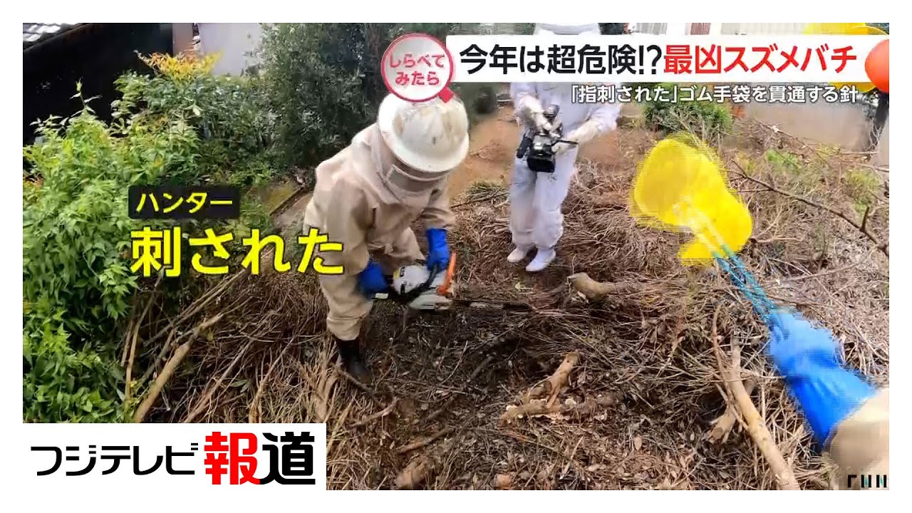今年は超危険!?最凶スズメバチ【しらべてみたら】（2025年10月）