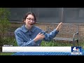 Duck family waddles through elementary school in Long Island | NBC New York