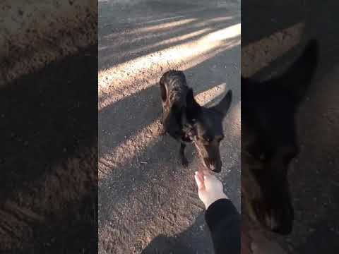 Команда лежать /