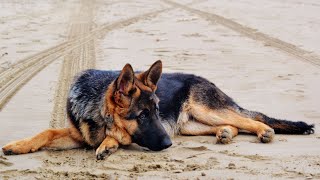 German Shepherd and Other Dogs: Tips for Successful Introductions