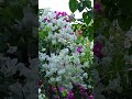 #flowers #nature #viral #sukoonbyali #beautiful#love #2026 #beautiful