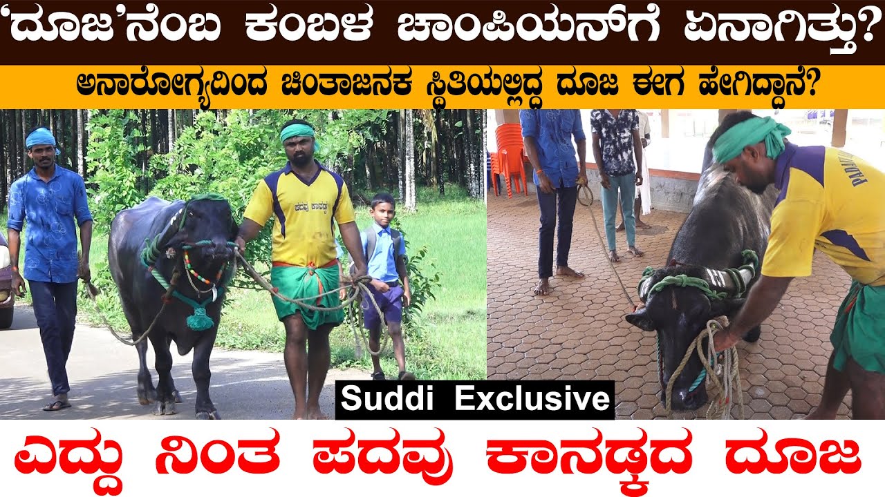 Kambala King Dooja is Back|ದೈವ ದೇವರುಗಳ ಲೀಲೆಯಿಂದ ಎದ್ದು ನಿಂತ ದೂಜ|ಅಳದಂಗಡಿಯಲ್ಲಿ ಹರಕೆ ಸಲ್ಲಿಕೆ|