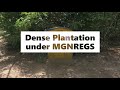 Dense plantation under mahatma gandhi nrega mansa punjab