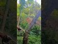 falling tree EP 285#chainsaw #treecutting #wood #logging #fall #treeclimber #forest #how #treebranch