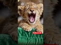 #treding#baby LION#comedyshorts #funnyanimals #funny #funnymoments