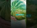 طريقة اختيار البطيخ الحلو والأحمر 