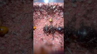 Stunning Carebara Diversa Queen Aka The Asian Marauder Ants