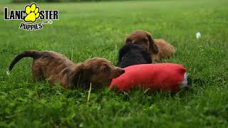 Happy Mini Dachshund Puppies