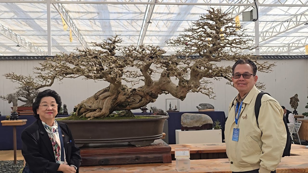 Лучшие бонсай в Китае, расположенные в Синьи.