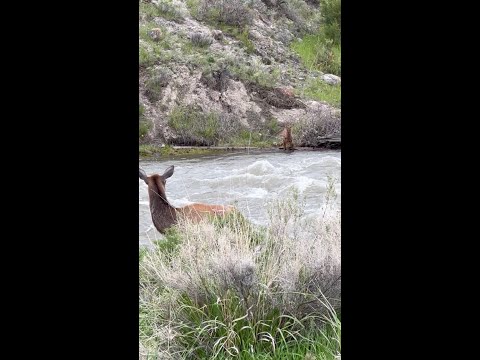 Rushing Estes