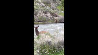 Elk Calf Braves Rushing River 🦌🏞😱 #SHORTS