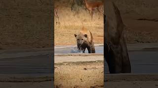 The Power💪 Of Black 🐍Mamba! #animals #shortvideo
