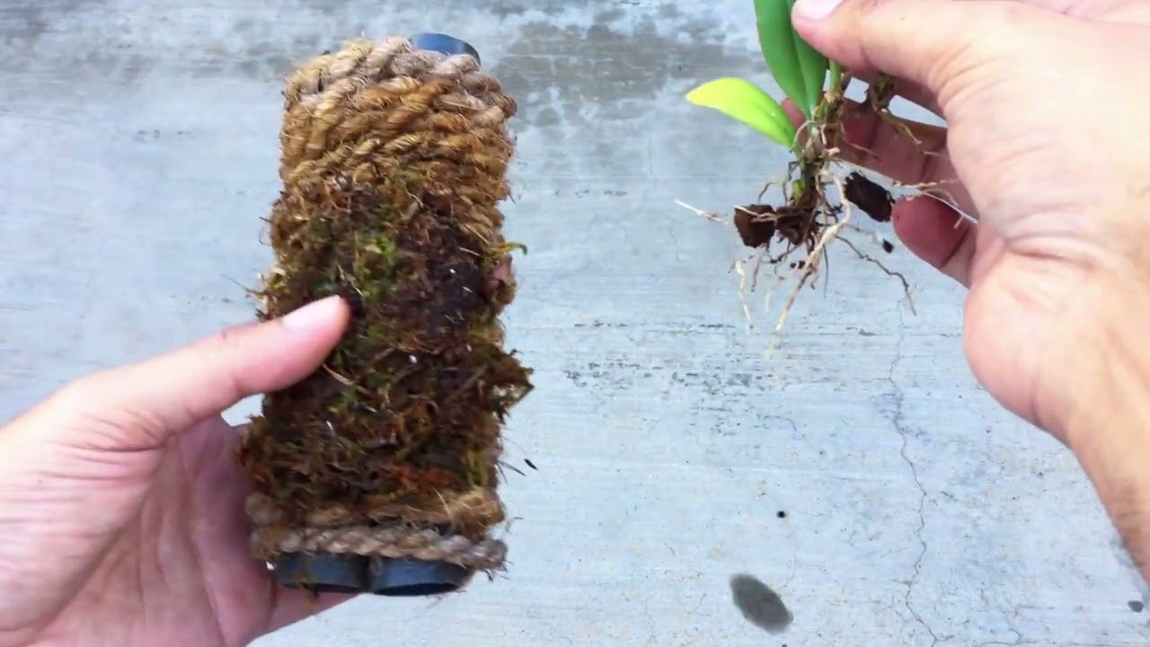 ЛУЧШЕЕ ИЗ ОТХОДОВ - КРЕПЕЖНАЯ КОНСТРУКЦИЯ ДЛЯ ОРХИДЕИ БУЛЬБОФИЛЛУМ