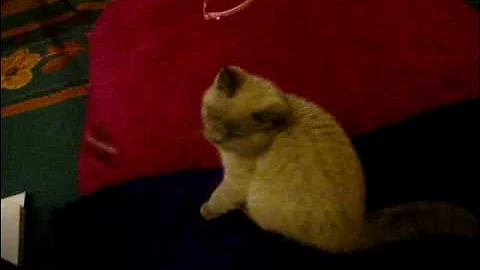 Video 691731: british shorthair blue kitten, british shorthair blue point, cat meow kitty, little kitty cat, kitty cat playing