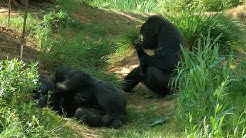 Animal Compilation #1: Columbia, SC: Riverbanks Zoo