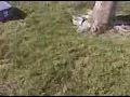 Labrador Bouncing Off A Tree,San Jose,Ca | Santa Clara Dog Training 408-455-1503 Labrador Bouncing Off A Tree,San Jose,Ca | Santa Clara Dog Training 408-455-1503