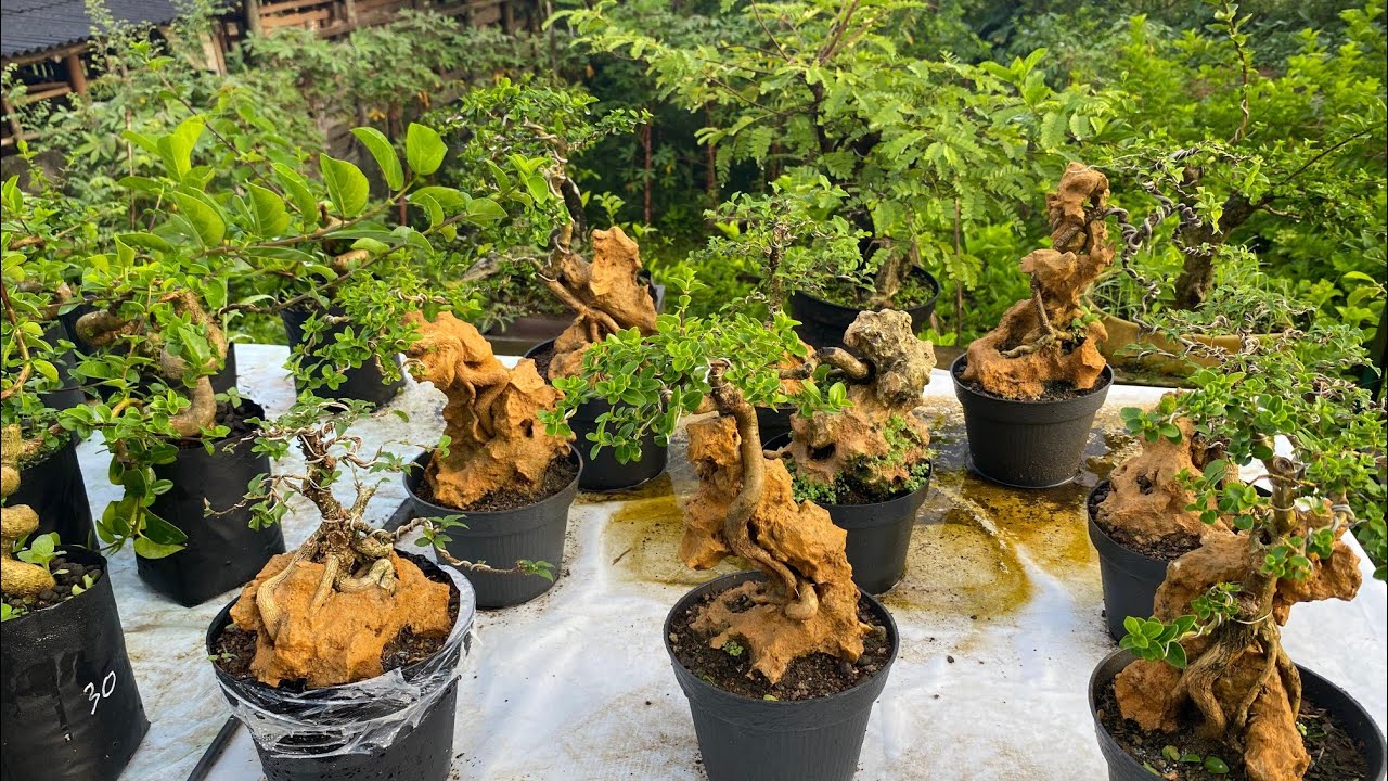CEK HARGA BONSAI 