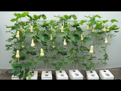 Video: Sweet Dumpling Squash Plants: Anbau von süßem Dumpling Squash im Garten